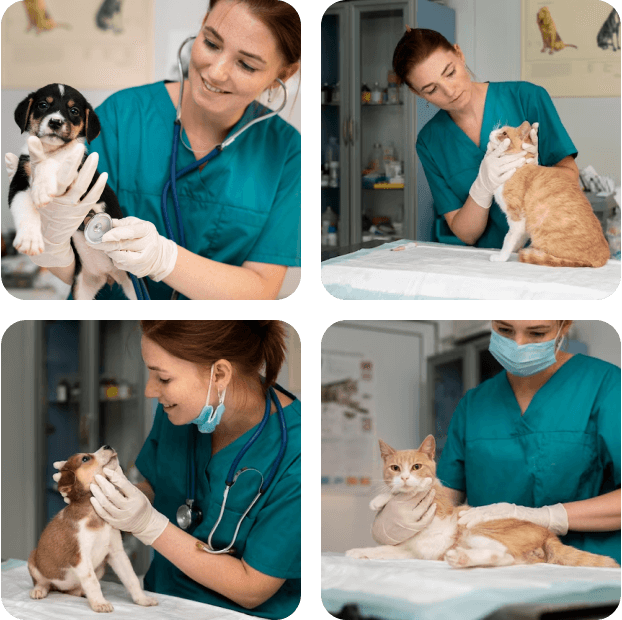 Mosaico de imagens da POWERVET