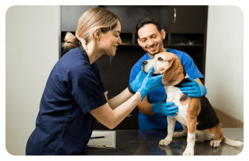 Imagem ilustrativa da POWERVET